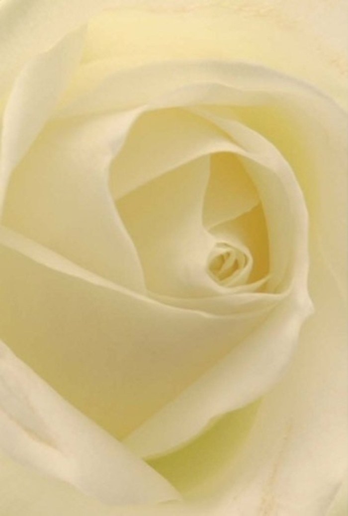 Viewed from close, the delicate spirals of this classic cream rose reveal an interplay of softness and depth that resonates with the tranquil spirit of Hillingdon's tree-lined avenues. Ivory and warm cream blend seamlessly, the light moving tenderly across each petal as though the flower is aglow from within, echoing the serenity of an afternoon in Minet Country Park. The petals' smooth, almost matte texture suggests both sensitivity and endurance, while their precise formation conjures feelings of romantic devotion, earnest apology, or the pride of a wedding day. Its near-perfect core is a quiet symbol of purity and persistence; meanwhile, the nuanced shadows and hints of lemon at the petal edges provide a subtle complexity - a testament to the seasoned hands that compose every bouquet here. The faint, clean fragrance is a gentle hallmark, well-suited for a range of sentiments from admiration to condolence. At Flowers Hillingdon, we take pride in ensuring every arrangement communicates artistry and heartfelt care, with freshness delivered throughout Uxbridge, Hayes, and the vibrant heart of the borough.